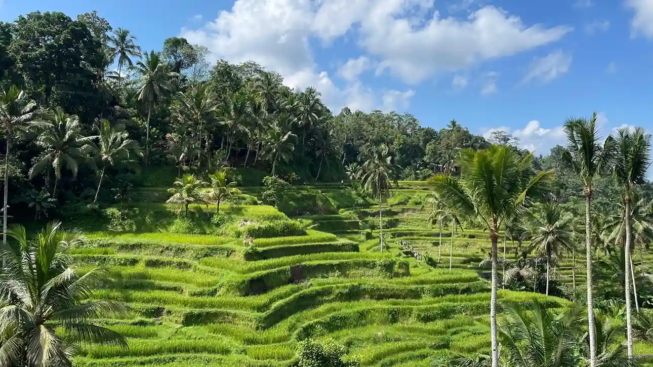 Ubud rice terraces and retreat studios